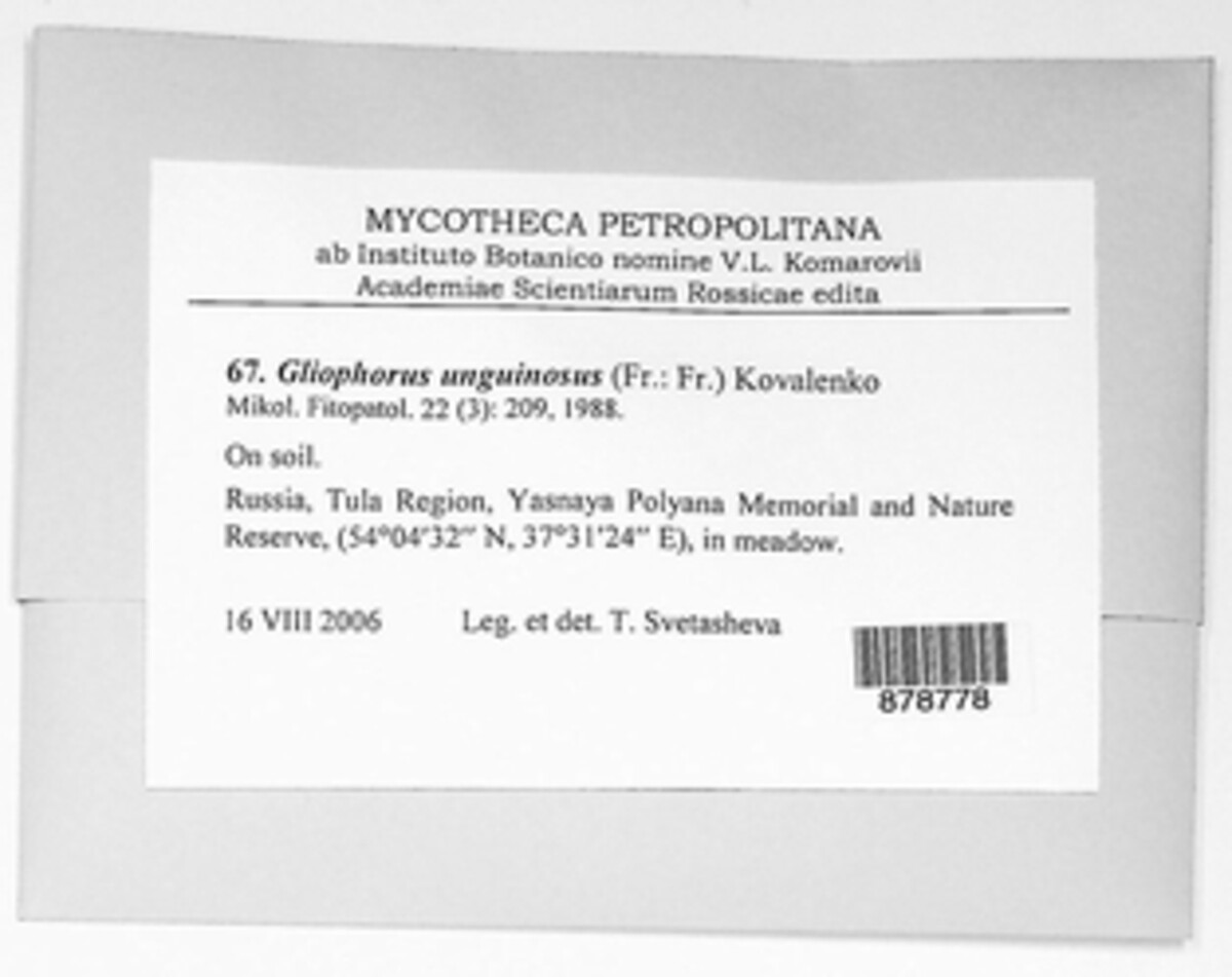 Gliophorus irrigatus image